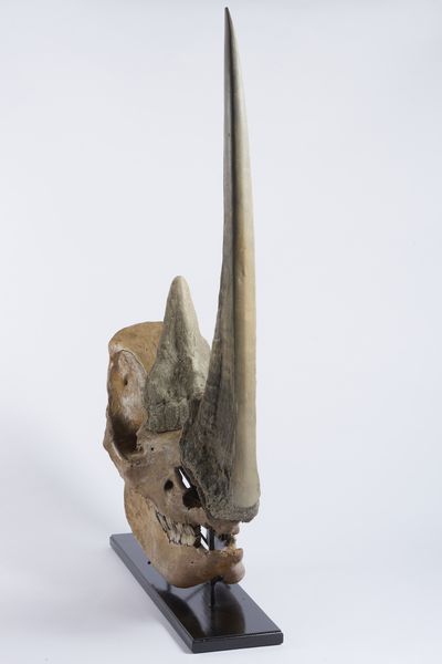 Eccellente esemplare di teschio di rinoceronte lanoso con ottima patina. Pleistocene.  - Asta Asta 464 | WUNDERKAMMER, CURIOSITIES & ETNOGRAFICA - GENIUS & ART Online - Associazione Nazionale - Case d'Asta italiane