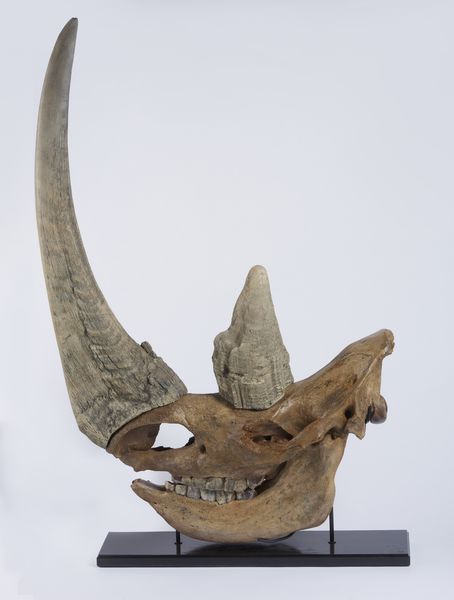 Eccellente esemplare di teschio di rinoceronte lanoso con ottima patina. Pleistocene.  - Asta Asta 464 | WUNDERKAMMER, CURIOSITIES & ETNOGRAFICA - GENIUS & ART Online - Associazione Nazionale - Case d'Asta italiane