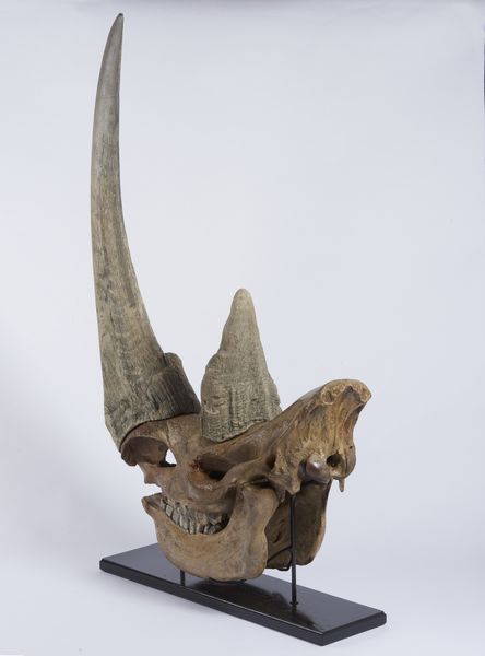 Eccellente esemplare di teschio di rinoceronte lanoso con ottima patina. Pleistocene.  - Asta Asta 464 | WUNDERKAMMER, CURIOSITIES & ETNOGRAFICA - GENIUS & ART Online - Associazione Nazionale - Case d'Asta italiane