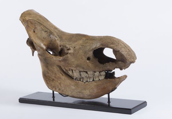 Eccellente esemplare di teschio di rinoceronte lanoso con ottima patina. Pleistocene.  - Asta Asta 464 | WUNDERKAMMER, CURIOSITIES & ETNOGRAFICA - GENIUS & ART Online - Associazione Nazionale - Case d'Asta italiane