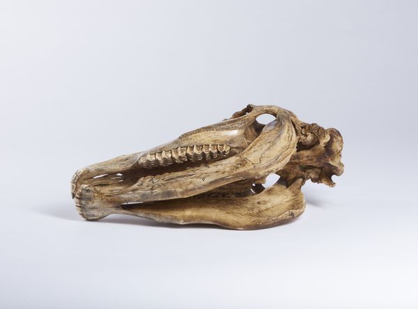 Teschio di cavallo inciso a mano.Isola di Timor, Indonesia, met XX sec.  - Asta Asta 464 | WUNDERKAMMER, CURIOSITIES & ETNOGRAFICA - GENIUS & ART Online - Associazione Nazionale - Case d'Asta italiane