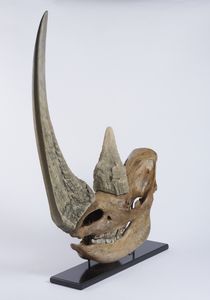 Eccellente esemplare di teschio di rinoceronte lanoso con ottima patina. Pleistocene.  - Asta Asta 464 | WUNDERKAMMER, CURIOSITIES & ETNOGRAFICA - GENIUS & ART Online - Associazione Nazionale - Case d'Asta italiane