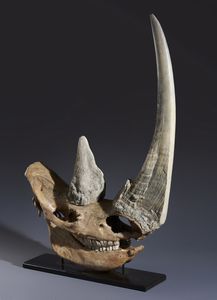 Eccellente esemplare di teschio di rinoceronte lanoso con ottima patina. Pleistocene.  - Asta Asta 464 | WUNDERKAMMER, CURIOSITIES & ETNOGRAFICA - GENIUS & ART Online - Associazione Nazionale - Case d'Asta italiane