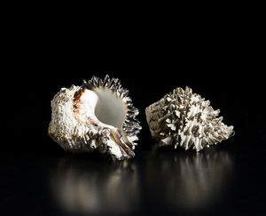 Coppia di conchiglie su baseItalia, XX secolo  - Asta Asta 464 | WUNDERKAMMER, CURIOSITIES & ETNOGRAFICA - GENIUS & ART Online - Associazione Nazionale - Case d'Asta italiane