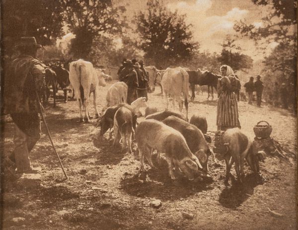 Lodovico Pachò : Fiera di bestie nel Senese  - Asta Fotografia - Associazione Nazionale - Case d'Asta italiane