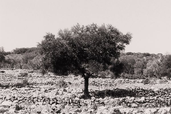 Abbas Gharib : lotto di quattro fotografie Trees (Composition)  - Asta Fotografia - Associazione Nazionale - Case d'Asta italiane