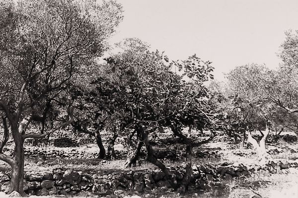 Abbas Gharib : lotto di quattro fotografie Trees (Composition)  - Asta Fotografia - Associazione Nazionale - Case d'Asta italiane