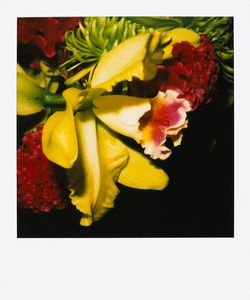 NOBUYOSHI ARAKI : Orchid  - Asta Fotografia - Associazione Nazionale - Case d'Asta italiane