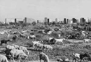 John Davies - Goats and Sheep, Barcelona