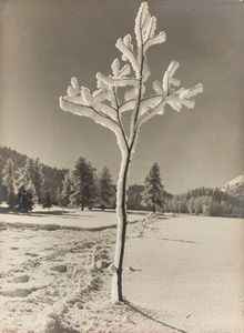 Albert Steiner - Winterschönheit