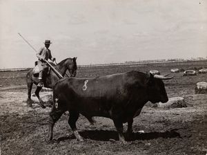 Francesc Català Roca - Toros en el campo, Sevilla