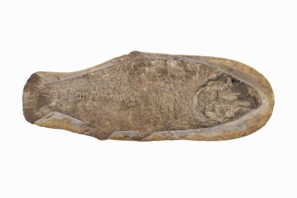 Pesce fossile  - Asta Antiquariato - Associazione Nazionale - Case d'Asta italiane