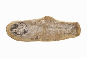 Pesce fossile  - Asta Antiquariato - Associazione Nazionale - Case d'Asta italiane