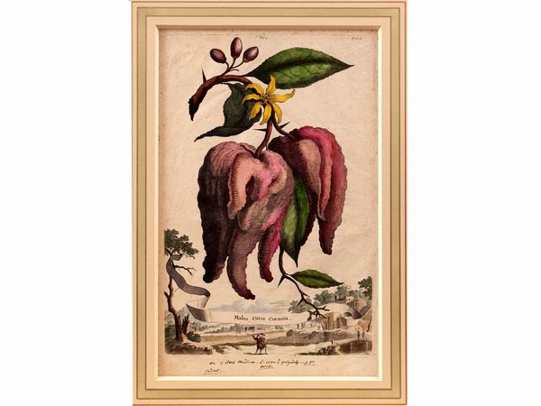 Malus Citria Cornuta (1696)  - Asta Flora & Fauna. Una collezione di stampe - Associazione Nazionale - Case d'Asta italiane