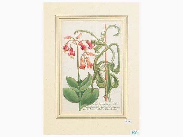 JOHANN WILHELM WEINMANN : Cotyledon (1735)  - Asta Flora & Fauna. Una collezione di stampe - Associazione Nazionale - Case d'Asta italiane