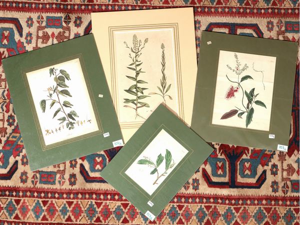 Botanica  - Asta Flora & Fauna. Una collezione di stampe - Associazione Nazionale - Case d'Asta italiane