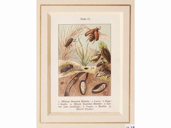 Lepidotteri (1889)  - Asta Flora & Fauna. Una collezione di stampe - Associazione Nazionale - Case d'Asta italiane