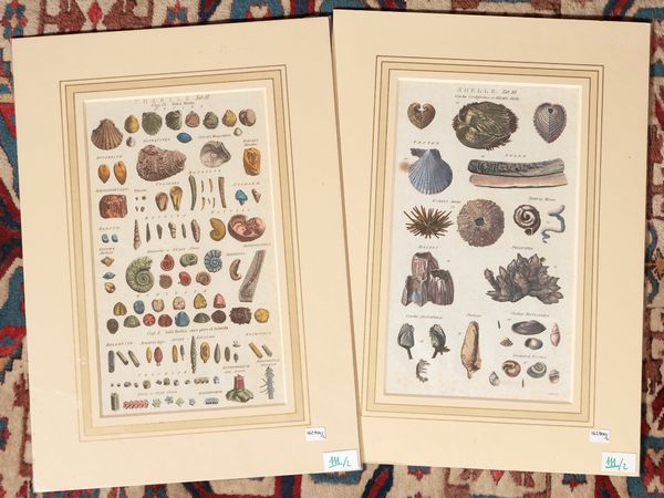 Shells - Fossil shells (1788)  - Asta Flora & Fauna. Una collezione di stampe - Associazione Nazionale - Case d'Asta italiane