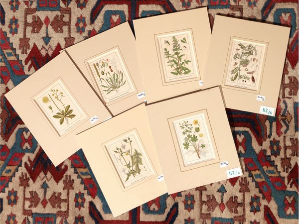 Botanica  - Asta Flora & Fauna. Una collezione di stampe - Associazione Nazionale - Case d'Asta italiane