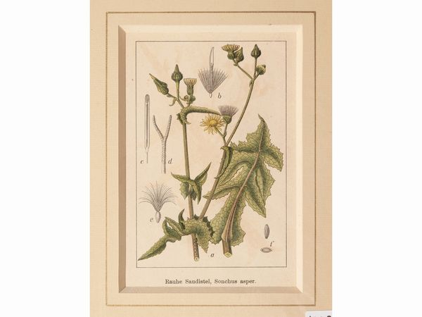 Botanica  - Asta Flora & Fauna. Una collezione di stampe - Associazione Nazionale - Case d'Asta italiane