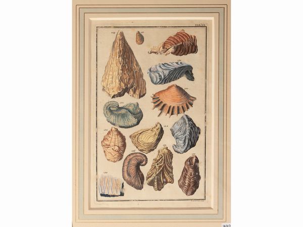 Johann August Corvinus : Fossili di conchiglie (XVIII secolo)  - Asta Flora & Fauna. Una collezione di stampe - Associazione Nazionale - Case d'Asta italiane