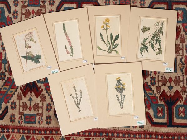 Botanica  - Asta Flora & Fauna. Una collezione di stampe - Associazione Nazionale - Case d'Asta italiane