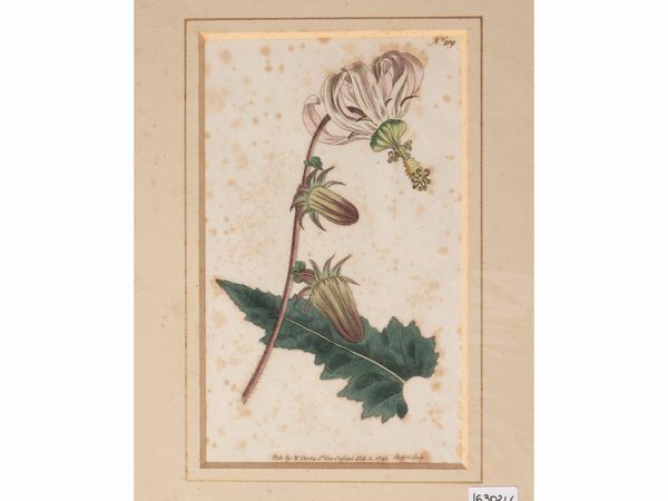 Botanica  - Asta Flora & Fauna. Una collezione di stampe - Associazione Nazionale - Case d'Asta italiane