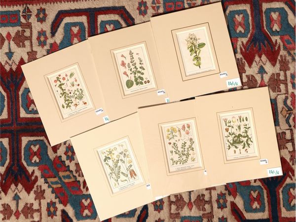 Botanica  - Asta Flora & Fauna. Una collezione di stampe - Associazione Nazionale - Case d'Asta italiane