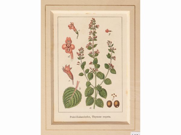 Botanica  - Asta Flora & Fauna. Una collezione di stampe - Associazione Nazionale - Case d'Asta italiane