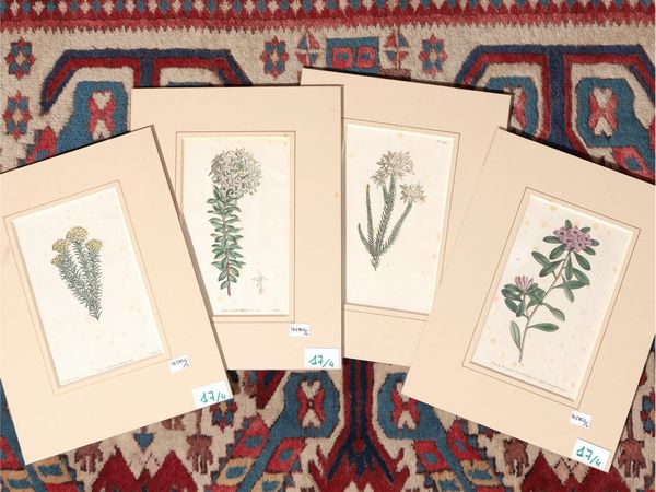 Botanica  - Asta Flora & Fauna. Una collezione di stampe - Associazione Nazionale - Case d'Asta italiane