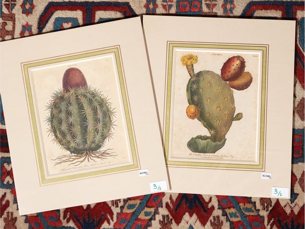 Cactus (1800)  - Asta Flora & Fauna. Una collezione di stampe - Associazione Nazionale - Case d'Asta italiane