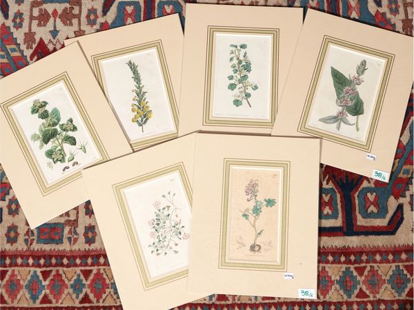 Botanica  - Asta Flora & Fauna. Una collezione di stampe - Associazione Nazionale - Case d'Asta italiane