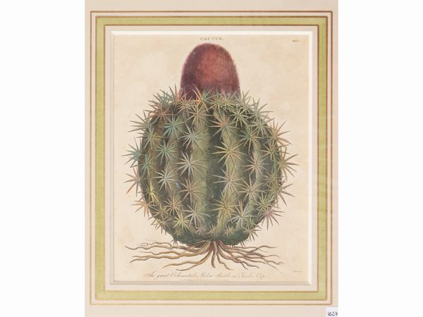 Cactus (1800)  - Asta Flora & Fauna. Una collezione di stampe - Associazione Nazionale - Case d'Asta italiane