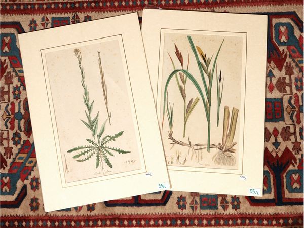 Turritis glabra - Carex riparia  - Asta Flora & Fauna. Una collezione di stampe - Associazione Nazionale - Case d'Asta italiane