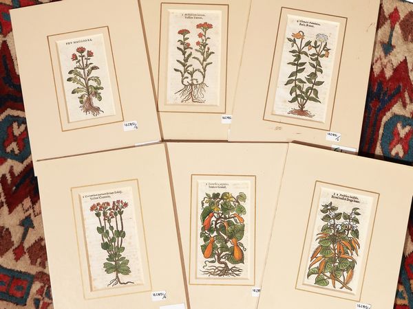 Petrus Andrea Mattioli : Erbari  - Asta Flora & Fauna. Una collezione di stampe - Associazione Nazionale - Case d'Asta italiane