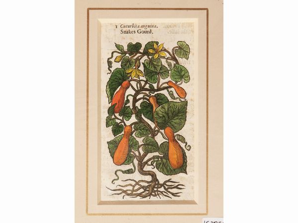 Petrus Andrea Mattioli : Erbari  - Asta Flora & Fauna. Una collezione di stampe - Associazione Nazionale - Case d'Asta italiane