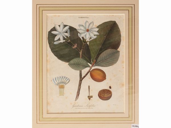 Gardenia - Dionea - Gossypium  - Asta Flora & Fauna. Una collezione di stampe - Associazione Nazionale - Case d'Asta italiane