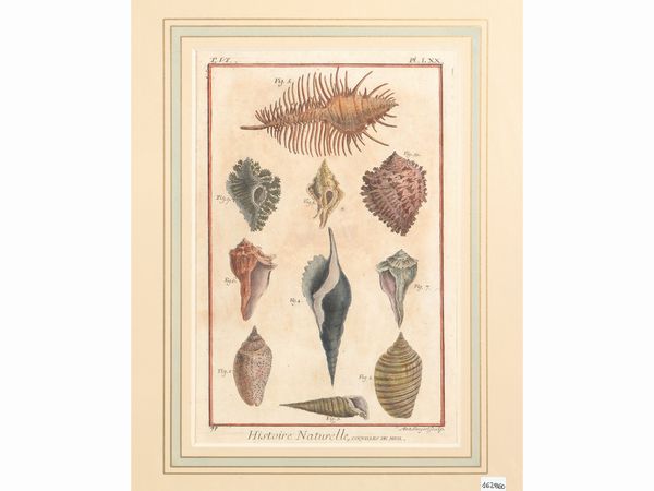 Coquilles de mer (1789)  - Asta Flora & Fauna. Una collezione di stampe - Associazione Nazionale - Case d'Asta italiane