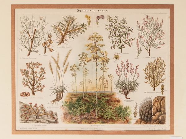 Variet di piante  - Asta Flora & Fauna. Una collezione di stampe - Associazione Nazionale - Case d'Asta italiane