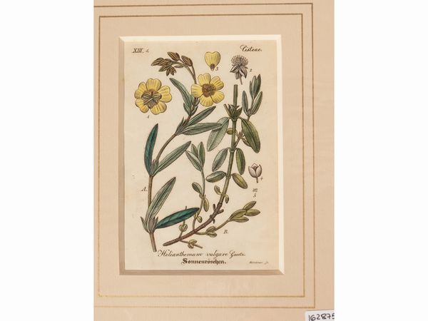 Papaveraceae - Nymphaeaceae - Tiliaceae  - Asta Flora & Fauna. Una collezione di stampe - Associazione Nazionale - Case d'Asta italiane