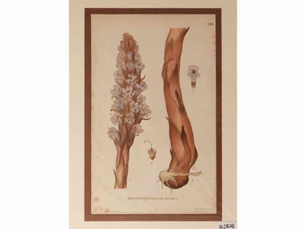 Flora nordica  - Asta Flora & Fauna. Una collezione di stampe - Associazione Nazionale - Case d'Asta italiane