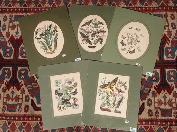 Farfalle  - Asta Flora & Fauna. Una collezione di stampe - Associazione Nazionale - Case d'Asta italiane