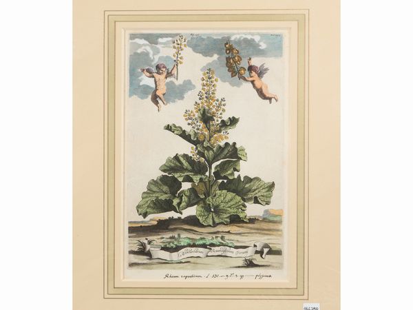 Rhabarbarum Rotundifolium Verum (1696)  - Asta Flora & Fauna. Una collezione di stampe - Associazione Nazionale - Case d'Asta italiane