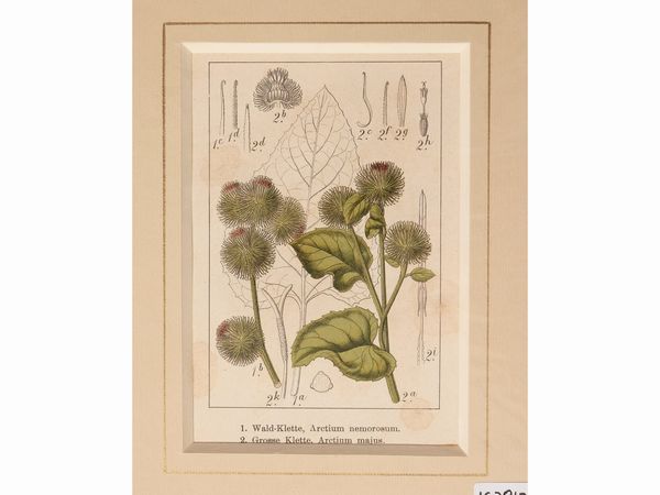 Botanica  - Asta Flora & Fauna. Una collezione di stampe - Associazione Nazionale - Case d'Asta italiane