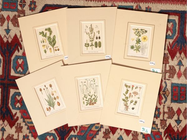 Botanica  - Asta Flora & Fauna. Una collezione di stampe - Associazione Nazionale - Case d'Asta italiane