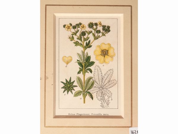 Botanica  - Asta Flora & Fauna. Una collezione di stampe - Associazione Nazionale - Case d'Asta italiane