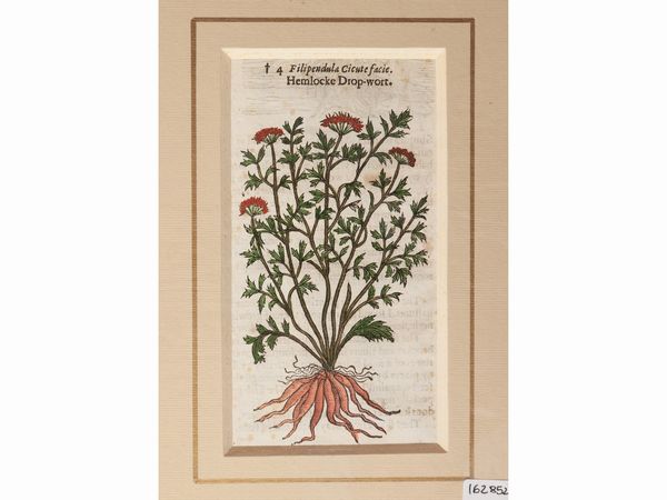 Petrus Andrea Mattioli : Erbari  - Asta Flora & Fauna. Una collezione di stampe - Associazione Nazionale - Case d'Asta italiane