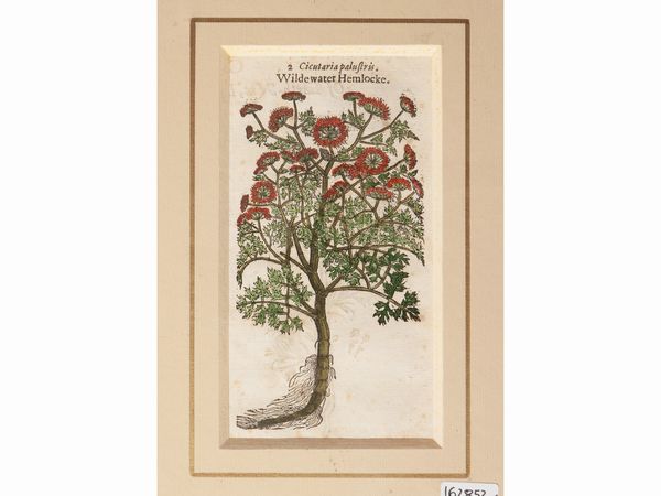 Petrus Andrea Mattioli : Erbari  - Asta Flora & Fauna. Una collezione di stampe - Associazione Nazionale - Case d'Asta italiane