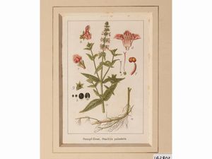 Botanica  - Asta Flora & Fauna. Una collezione di stampe - Associazione Nazionale - Case d'Asta italiane