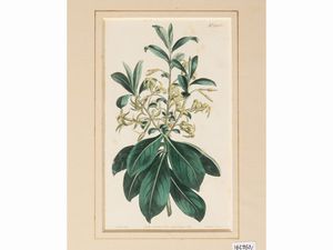 Botanica  - Asta Flora & Fauna. Una collezione di stampe - Associazione Nazionale - Case d'Asta italiane